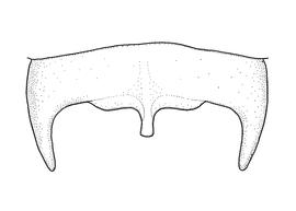   Anthidium chamelense  male, diagram showing dorsal view of seventh tergum (T7), diagram from Gonzalez and Griswold 2013 
